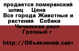 продается померанский шпиц  › Цена ­ 35 000 - Все города Животные и растения » Собаки   . Чеченская респ.,Грозный г.